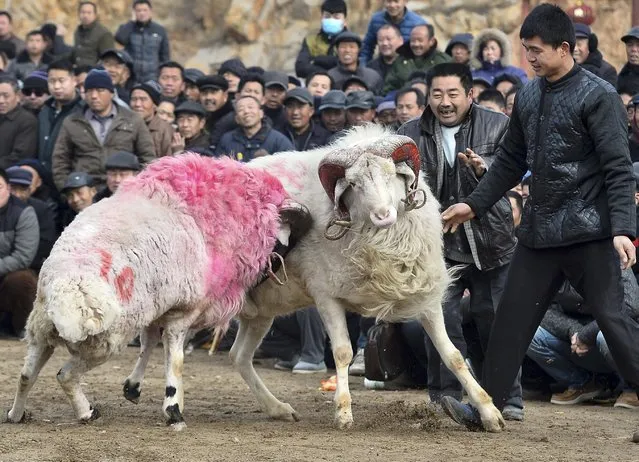 Villagers watch rams fight during a game on Laba Festival in Liangshan, Shandong province, January 27, 2015. More than 100 people took part in the game with their rams on Tuesday. The Laba Festival, which falls on the eighth day of the twelfth month of the Chinese Lunar calendar, commemorates the date of Sakyamuni Buddha's enlightenment. (Photo by Reuters/China Daily)