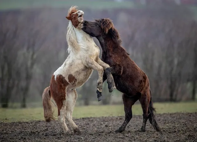 Icelandic horses play in their paddock at a stud farm in Wehrheim near Frankfurt, Germany, Tuesday, March 16, 2021. (Photo by Michael Probst/AP Photo)