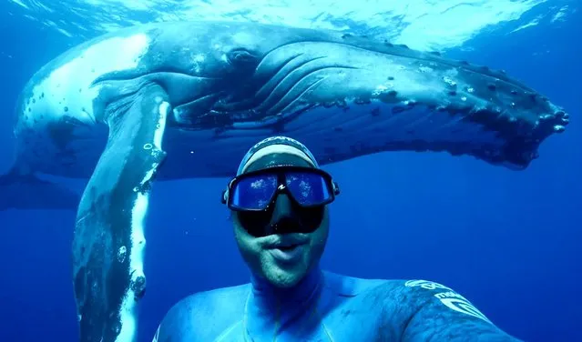 Adam Stern, 28, from Copacabana, New South Wales, Australia filmed the moment on August 4, 2018 while just off the coast of Nuku’alofa, Tonga. The professional diver jumped into the water from the boat to cool off before he spotted the huge female whale. (Photo by Adam Stern/Caters News Agency)