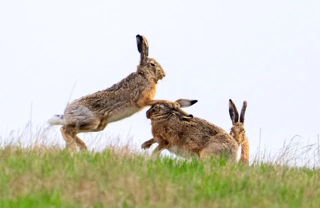 Brown hares are seen on a field near Niederleis, Austria, on Good Friday, April 2, 2021. (Photo by Georg Hochmuth/APA/AFP Photo)