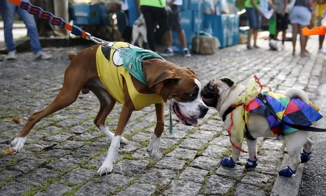 Dogs take part in the “Blocao” or dog carnival parade during carnival festivities in Rio de Janeiro February 14, 2015. (Photo by Sergio Moraes/Reuters)