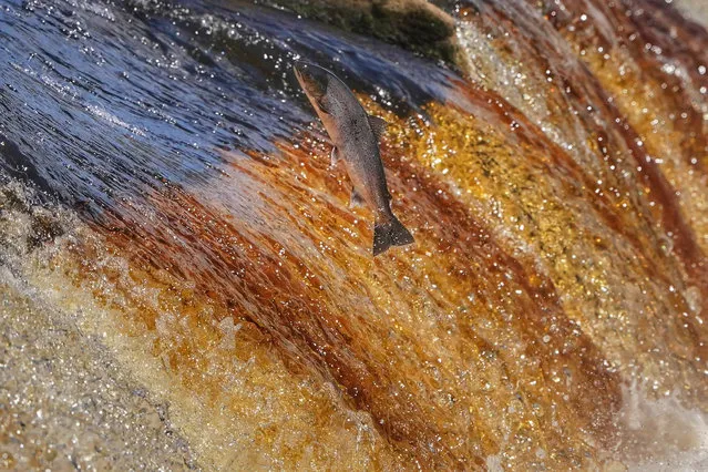 A salmon leaps up the weir of the River Tyne near Hexham in Northumberland, UK on Saturday, July 29, 2023. (Photo by Owen Humphreys/PA Images via Getty Images)
