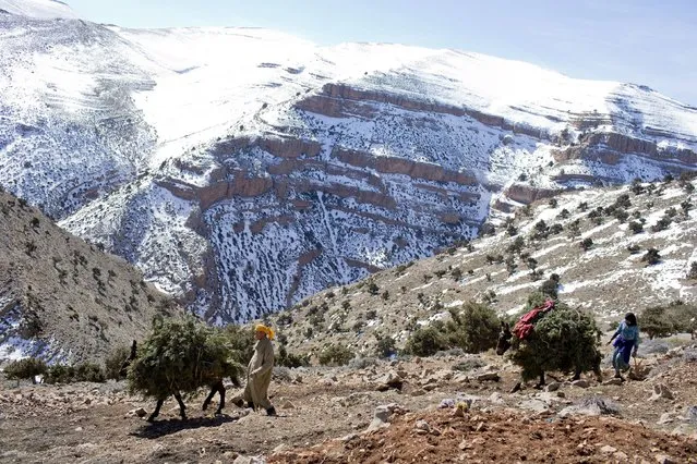 A Berber villager drives a donkey loaded with branches to be used as food for goats near Ait Sghir village in the High Atlas region of Morocco February 14, 2015. (Photo by Youssef Boudlal/Reuters)