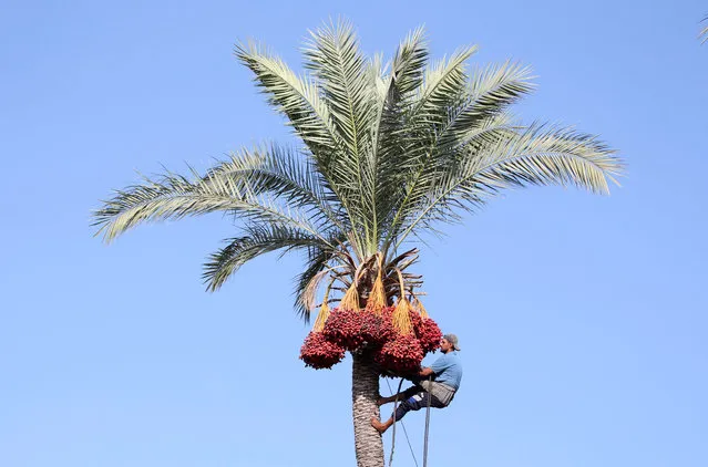 A Palestinian man harvests dates from a palm tree in Deir al-Balah, in the central Gaza Strip September 23, 2018. (Photo by Ibraheem Abu Mustafa/Reuters)