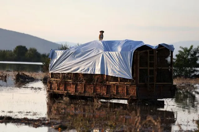 A dog stands on a wagon at a flooded land in the town of Palamas, near Karditsa, Thessaly region, central Greece, Friday, September 8, 2023. Rescue crews in helicopters and boats are plucking people from houses in central Greece inundated by tons of water and mud after severe rainstorms caused widespread flooding. (Photo by Vaggelis Kousioras/AP Photo)