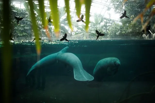 Florida manatees (Trichechus manatus) are seen in the manatee tank at the Paris Zoological Park in the Bois de Vincennes before the reopening following the outbreak of the coronavirus disease (COVID-19) in France, May 12, 2021. (Photo by Benoit Tessier/Reuters)