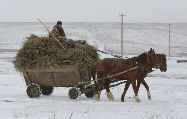 An employee of a local breed livestock farm sits on a cart while transporting the feed for cattle in the village of Manychskoye in Stavropol region, Russia, December 20, 2016. (Photo by Eduard Korniyenko/Reuters)
