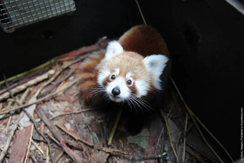Taronga Zoo Welcomes Baby Red Panda