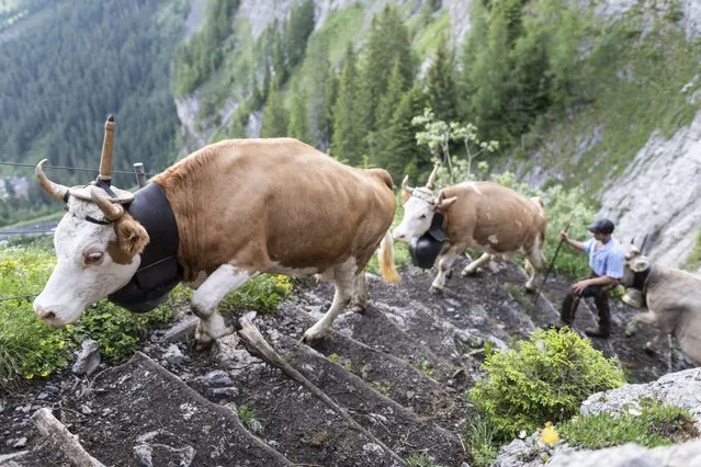 Cows and their herdsmen climb the narrow and steep path from Adelboden to Engstligenalp, Switzerland, 28 June 2021. Around 500 cows, cattle and calves cover the 600 meters of altitude during the traditional alpine procession to their summer pasture, located at 2,000 meters above sea level. (Photo by Alessandro Della Valle/EPA/EFE)