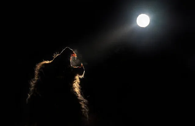 A lion roars in the moonlight. (Photo by Brendon Cremer/Caters News)