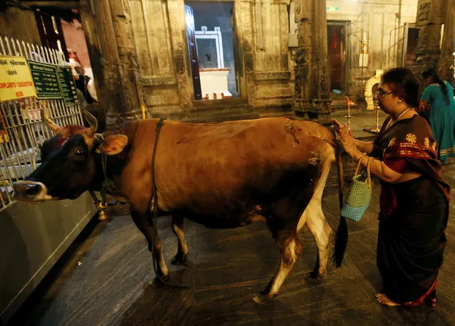 A Tamil devotee offers prayers to a cow during a religious ceremony for Diwali or Deepavali festival at Ponnambalavaneshwaram Hindu temple in Colombo, Sri Lanka October 29, 2016. (Photo by Dinuka Liyanawatte/Reuters)