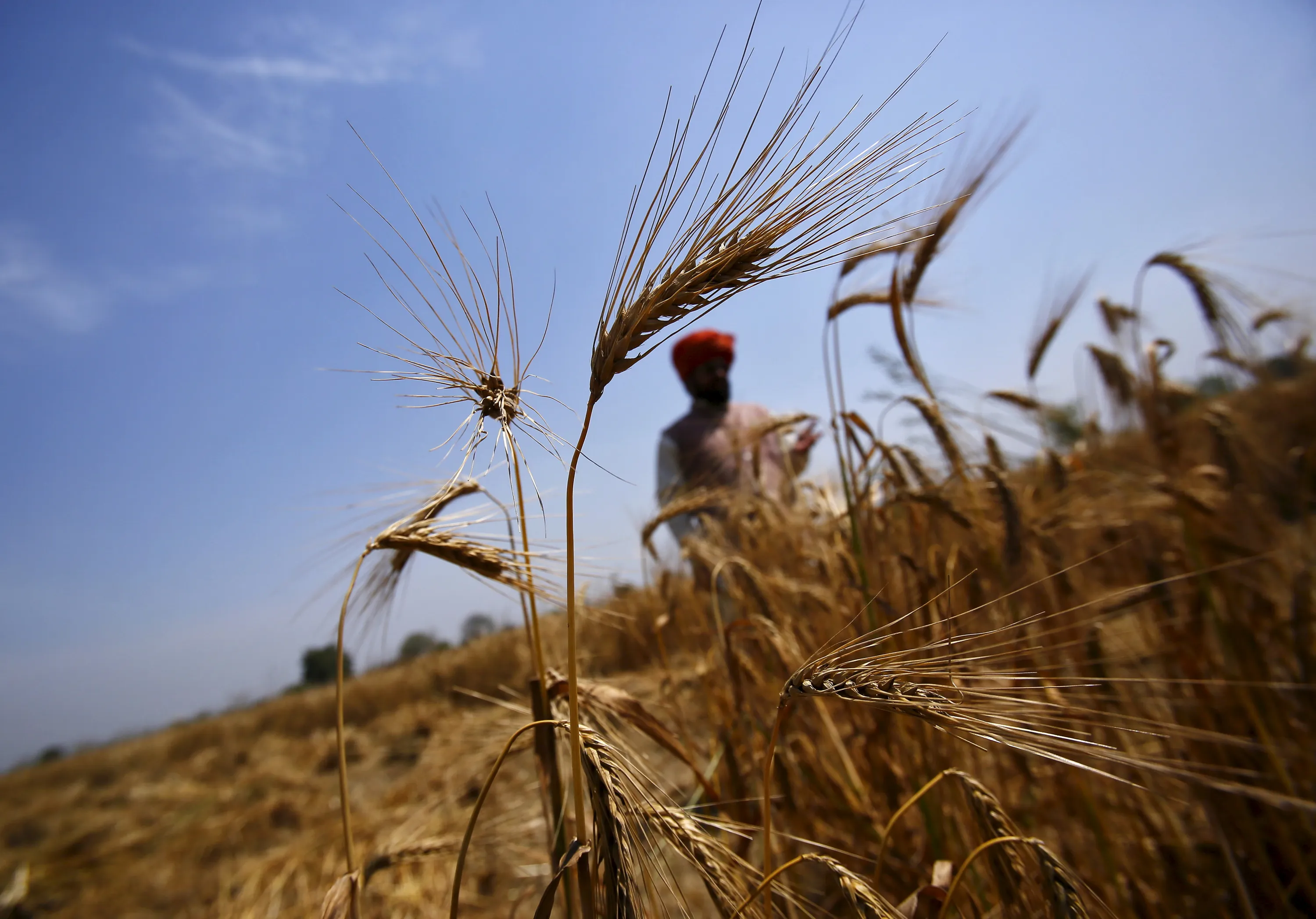 In northern india they harvest their wheat. Пшеница. Индия пшеница. Свадьба в пшенице. Экспорт пшеницы Украина.