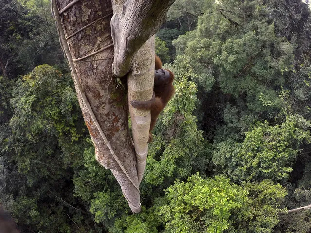 “Tough Times for Orangutans”. Nature, first prize stories. Tim Laman, USA. Location: West Kalimantan, Indonesia. A Bornean orangutan climbs over 30 meters up a tree in the rain forest of Gunung Palung National Park, West Kalimantan, Indonesia, August 12, 2015. The lives of wild orangutans are brought to light. Threats to these orangutans from fires, the illegal animal trade and loss of habitat due to deforestation have resulted in many orphan orangutans ending up at rehabilitation centers. (Photo by Tim Laman/World Press Photo Contest)