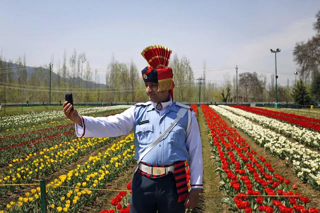 A Jammu and Kashmiri state traffic policeman takes a “selfie” during the season's opening of Siraj Bagh, claimed to be the largest tulip garden in Asia, on Zabarwan Hills in Srinagar, India, Monday, April 6, 2015. The opening of Kashmir's flower garden, unfolding over 1.2 million tulip bulbs of nearly 60 varieties, marks the beginning of a new tourism season in the valley. (Photo by Mukhtar Khan/AP Photo)