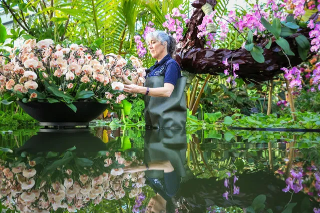 Kew horticulturist Sal puts the finishing touches to the stunning horticultural displays in London, UK on February 7, 2019. This year's Kew Orchid Festival is themed on the country of Colombia, featuring beautiful orchid displays with ovver 6,200 colourful orchids and hundreds of other tropical plants, representing aspects of Colombian wildlife and culture. Kew Orchid Festival is in its 24th year and runs 9 Feb – 10 Mar. (Photo by Imageplotter/Rex Features/Shutterstock)