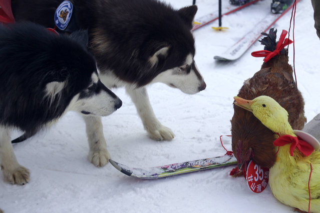 This picture taken on January 12, 2014 shows pet dogs, a yellow duck and a chicken in a skiing resort for a skiing competition in Sanmenxia, north China's Henan province. A tortoise beat a rabbit in a skiing competition held for pets and their owners in northern China, a report said on January 14. Cats and dogs faced off against a menagerie including a rooster and a yellow duck in a race to the finish line on snowy slopes in China's Hebei province, the state-run China News Service said. (Photo by AFP Photo)