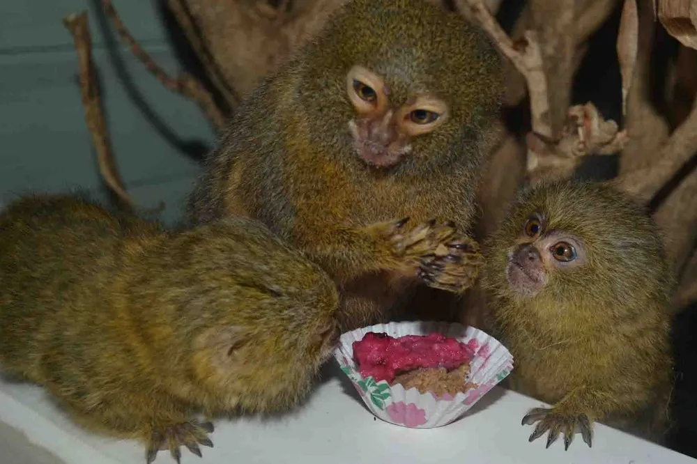 Pygmy Marmoset – the Smallest Monkey