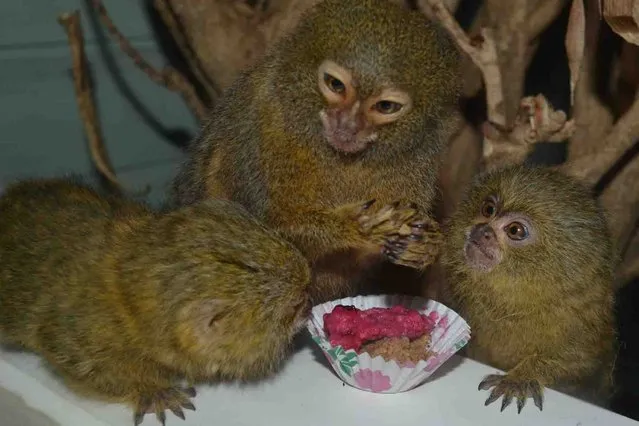 Pygmy Marmoset - The Smallest Monkey