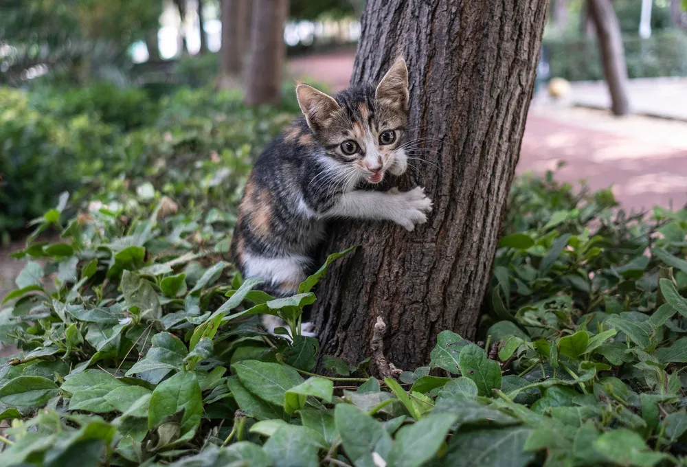 A Look at Life in Turkey