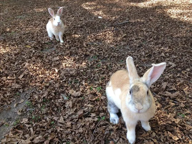 Rabbit Island in Japan