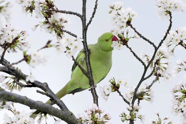 A parrot picks cherry blossom at the Battersea Park in London, Wednesday, March 6, 2024. (Photo by Kin Cheung/AP Photo)