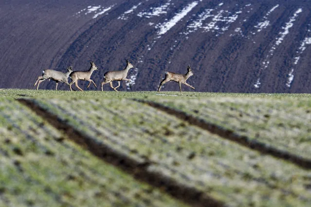 Deer run across a meadow near Hirschling, southern Germany, Monday, February 13, 2017. (Photo by Armin Weigel/DPA via AP Photo)