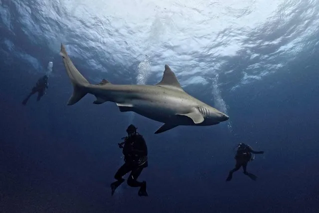 A group of divers swim with a sandbar shark off Jupiter, Florida on February 24, 2024. Florida is the place in the world with the most shark attacks in 2023. The news might make you rethink those well-deserved vacations on the state's beaches; but experts have a message for you: these animals are not the sea monsters you imagine. Last year, 16 of 69 unprovoked shark attacks were reported in Florida, 23% of the overall number, according to a report released this month by the University of Florida. (Photo by Jesus Olarte/AFP Photo)