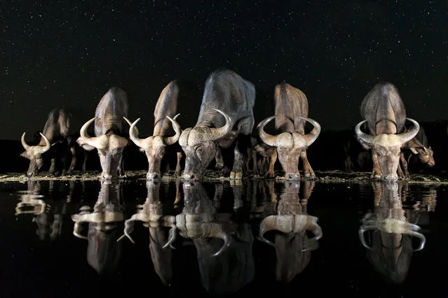 Wildlife category, open shortlist. “Buffaloes and stars”. This picture, taken at Zimanga game reserve in KwaZulu-Natal, South Africa, used an in-camera multiple exposure, with the first lit for the buffaloes and the second focused on the stars. (Photo and caption by Andreas Hemb/2017 Sony World Photography Awards)
