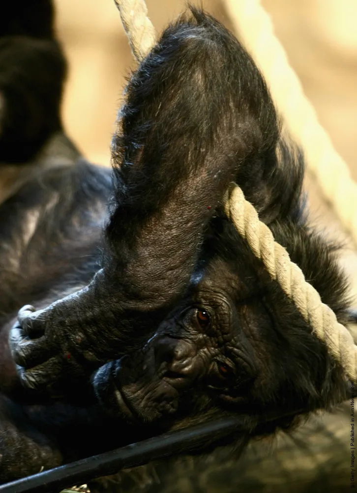 Chimpanzee: A Photo Session