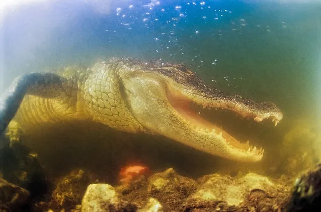 American Alligator By Masa Ushioda