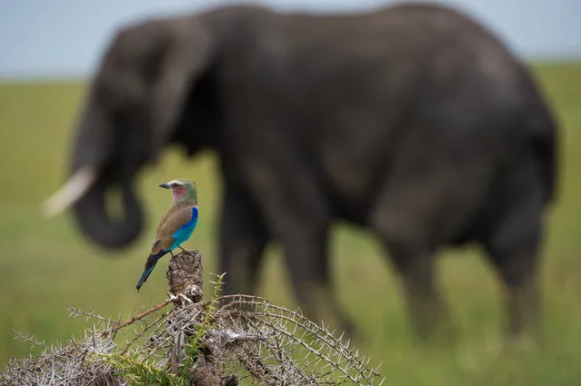 “Big and Small”. Elephant and bird. Photo location: Serengeti, Tanzania. (Photo and caption by James Kobacker/National Geographic Photo Contest)