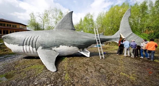 Helpers carry the tailfin to attach it to a life-size reconstruction of a “Megalodon”, a prehistoric giant shark, in the Dinosaur Park in Muenchehagen, Germany, 14 April 2014. With a length of 15 to 20 meters the “Megalodon” is suggested to look like the “big brother” of the great white shark. (Photo by Christoph Schmidt/EPA)