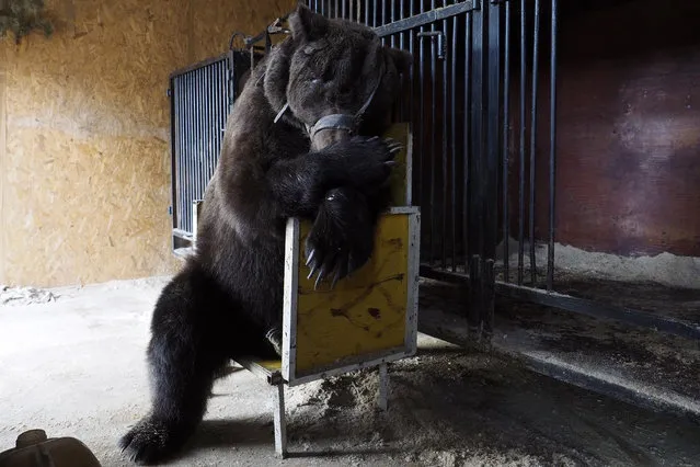 A circus bear that used to perform in the Russian State Circus, in a cage built by animal tamer Pavel Kudrya at his house in Volgograd Oblast, Russia on March 17, 2017. Kudrya keeps two bears that performed in the Russian Bears show at his dacha after a downsize in the Russian State Circus Company (Rosgostsirk) in 2014. (Photo by Dmitry Rogulin/TASS)