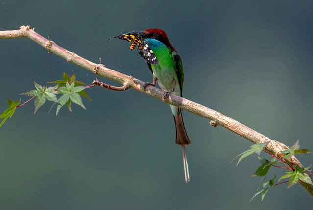 A blue-throated bee eater catches a butterfly at the bank of Minjiang River in Nanping, southeast China's Fujian Province, May 10, 2024. Located along the bird migration route between East Asia and Australasia, Fujian is noted for its great biodiversity, and the number of wild animal and plant species ranks among the top in the country. A large number of migratory birds breed, overwinter or stop over in the province every year, and about 600 bird species have been recorded here. (Photo by Xinhua News Agency/Rex Features/Shutterstock)