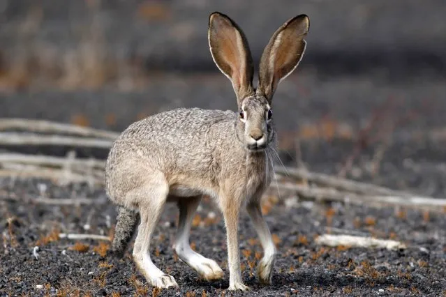 This handout photo taken on December 2, 2016, provided by the El Pinacate and Great Altar Desert Biosphere Reserve, shows a European hare (Lepus europaeus) in the reserve along the US border in northern Mexico. Threatened species like the Sonoran pronghorn or desert bighorn sheep freely cross the border between Mexico and the United States in protected biospheres, but the construction of US President Donald Trump's wall will block their movement in these desert valleys and could drive them to extinction. (Photo by Miguel Angel Grageda/AFP Photo)