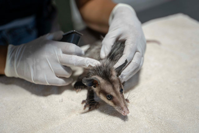 Veterinarian Laura Rodriguez examines an injured possum at the non-profit wildlife park Selva Teneek where animals are being treated for heat stress amid a continuing heat wave and drought, in Ciudad Valles, Mexico, Saturday, June 8, 2024. (Photo by Mauricio Palos/AP Photo)