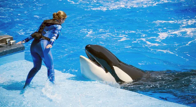 In this handout photo provided by Sea World, a trainer wears an inflatable safety vest, Monday, April 28, 2014, in Orlando, Fla., whenever she works near the killer whales. This is another safety measure implemented after the 2010 death of a trainer who was dragged into a pool by an orca. The five-pound nylon vests can be inflated like an airplane life jacket and have a tube connecting to a small oxygen tank that fits in a pouch in the back, said Kelly Flaherty Clark, Sea World's curator of animal training. (Photo by AP Photo/Sea World)