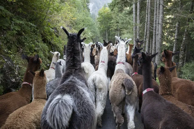 Alpacas and lamas walk down during the “Alpabzug” from the Griesalp area back into the valley in Kiental, Switzerland, Saturday, September 21, 2019. (Photo by Peter Klaunzer/Keystone)