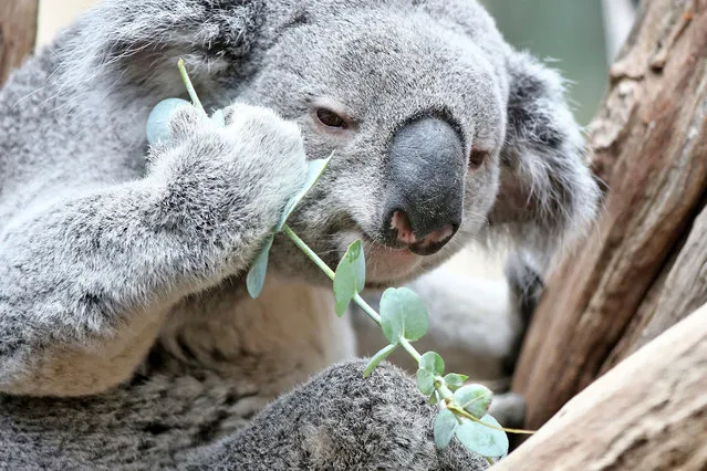 Koala “Oobi-Oobi” enjoys some eucalyptus leaves in his new enclosure at the zoo in Leipzig, eastern Germany, on May 12, 2016. (Photo by Jan Woitas/AFP Photo/DPA)