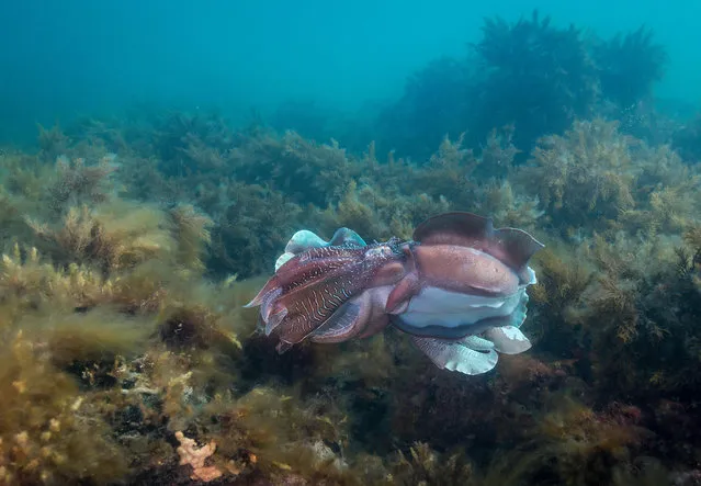 Australian giant cuttlefish mating during the annual mating and migration season, in Point Lowly, South Australia, last June. Once a year in freezing cold winter waters, a gathering happens off the coast. Hundreds of thousands of giant cuttlefish come to mate but this natural wonder comes at a great cost. In this episode of Guardian Australia’s new podcast, we learn a lesson on life and death from these amazing cephalopods. (Photo by Wildestanimal/Alamy Stock Photo)