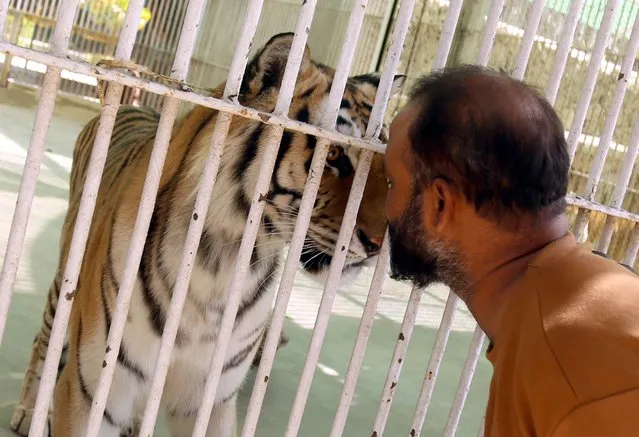 A man looks at a tiger in its enclosure on the eve of World Wildlife Day, in Karachi, Pakistan, 02 March 2022. World Wildlife Day will be observed on March 03 across the globe, to raise awareness about endangered animals and plants, as well as ways to combat wildlife crime, which includes illegally selling and buying animal body parts, as well as stealing or killing animals protected by government laws. (Photo by Rehan Khan/EPA/EFE)