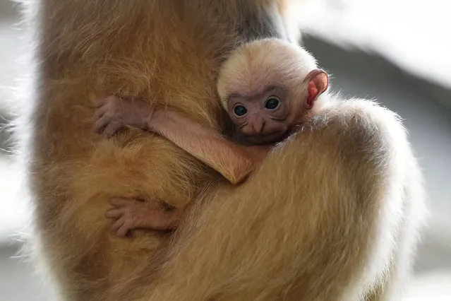A critically endangered white-cheeked gibbon clings to its mother at Twycross Zoo in Atherstone, England, Tuesday April 25, 2017. The one week old offspring is the first northern white-cheeked gibbon to be born in Europe this year. (Photo by Joe Giddens/PA Wire via AP Photo)