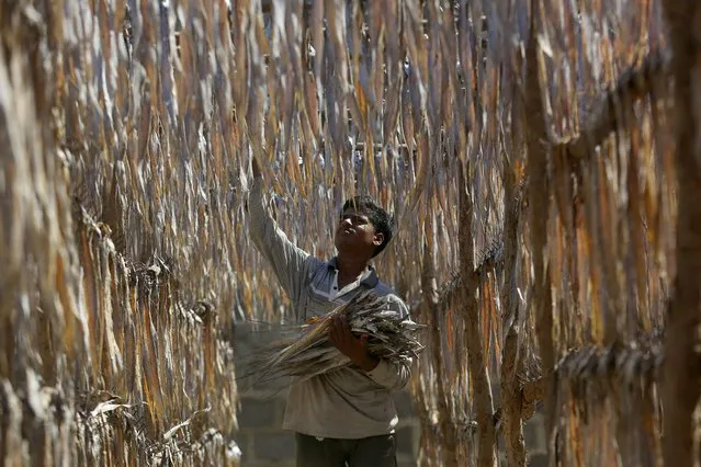 A worker dries salted fish in a coastal area on the outskirts of Karachi, Pakistan, Thursday, February 17, 2022. (Photo by Fareed Khan/AP Photo)