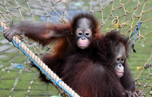 Damai and Rizki, orphaned Bornean orang utan play courtyard at Surabaya Zoo as they prepare to be released into the wild on May 19, 2014 in Surabaya, Indonesia. The two baby orangutans, brothers, were found in Kutai National Park in a critical condition having been abandoned by their mother on May 14, 2014. (Photo by Robertus Pudyanto/Getty Images)