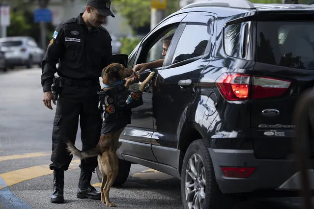 A driver stops to pet police dog “Corporal Oliveira”, at the 17 Military Police Battalion's station, in Rio de Janeiro, Brazil, Thursday, April 7, 2022. Oliveira, a rescue dog with short brown hair thought to be around four years old, turned up one morning in 2019 at the police station on Rio's Governador Island, injured and weak. (Photo by Silvia Izquierdo/AP Photo)
