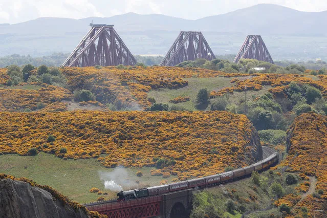 The Forth Bridge dominates the background as the Flying Scotsman steam train travels through the Fife countryside, during a tourist trip to the Scottish region and a visit to Edinburgh, Scotland May 14, 2017. (Photo by Russell Cheyne/Reuters)
