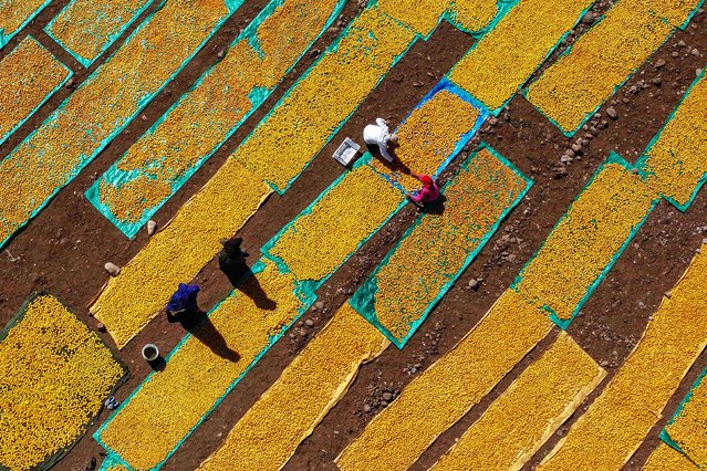 An aerial view of a field where apricots are left to dry in the sun as seasonal workers process apricots after a harvest in Malatya, Turkiye on July 04, 2023. Harvested apricots are prepared and dried with sulphur or sun, depending on the buyer's requirements. (Photo by Bayram Ayhan/Anadolu/Abaca Press/Profimedia)