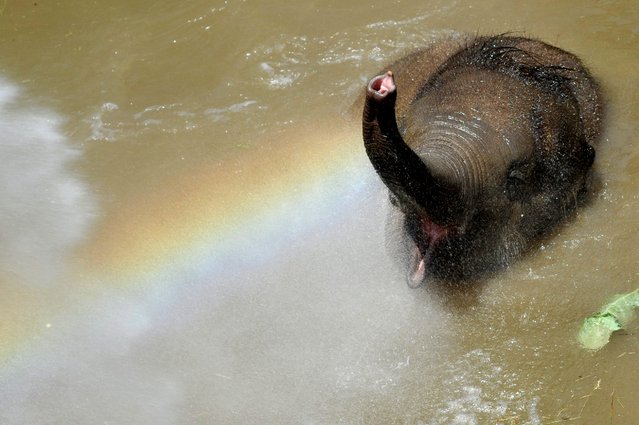 A 16-month-old Indian elephant named Asha is sprinkled with water to cool off in her enclosure in the Budapest Zoo in Budapest, Hungary, June 11, 2014, as temperatures reached 91 degrees Fahrenheit. (Photo by Attila Kovacs/AP Photo)