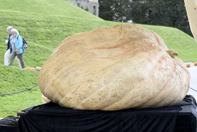 A giant pumpkin is on display at the pumpkin exhibition at the Bluehende Barock in Ludwigsburg, Tuesday, September 28, 2021. The pumpkin of the Italian pumpkin grower Stefano Cutrupi from Radda in Chianti in Tuscany has set the record of 1226 kilograms at the Italian pumpkin weighing championships, according to the organizers. (Photo by Bernd Weissbrod/dpa via AP Photo)