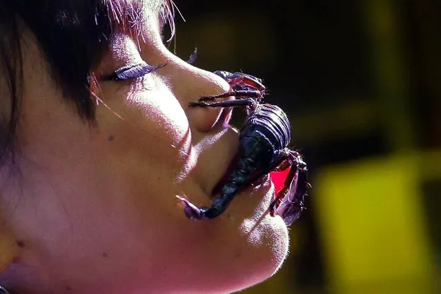 Thailand's Scorpion Queen and Ripley's Ambassador Kanchana Kaetkaew (also spelled Kanjana Ketkaew), poses with a scorpion on her face at the Ripley's Believe it or Not museum in Pattaya city, Chonburi province, Thailand, 03 June 2017. (Photo by Diego Azubel/EPA)